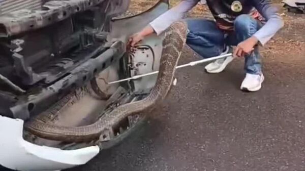 مار کبرای 4 متری از خودرویی در تایلند بیرون کشیده شد - اسپوتنیک افغانستان  