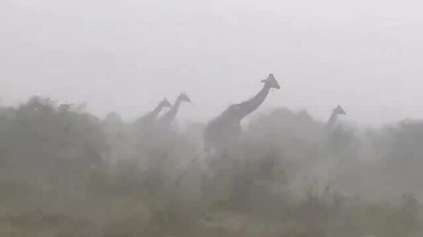 زرافه‌ها در آغوش توفان - اسپوتنیک افغانستان  