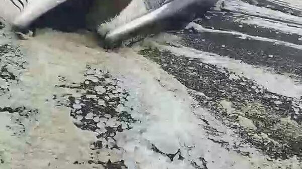 یک نهنگ بزرگ به ساحل کامچاتکا به گِل نشسته است - اسپوتنیک افغانستان  