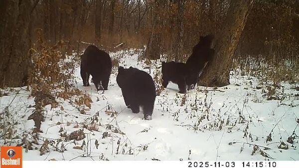 کپی نقاشی «صبح در جنگل کاج» توسط توله خرس‌ها - اسپوتنیک افغانستان  