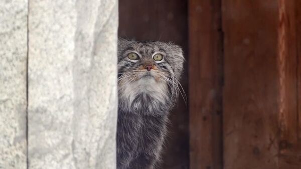امروزجشن تولد گربه پالاس بنام تیموفی است - اسپوتنیک افغانستان  