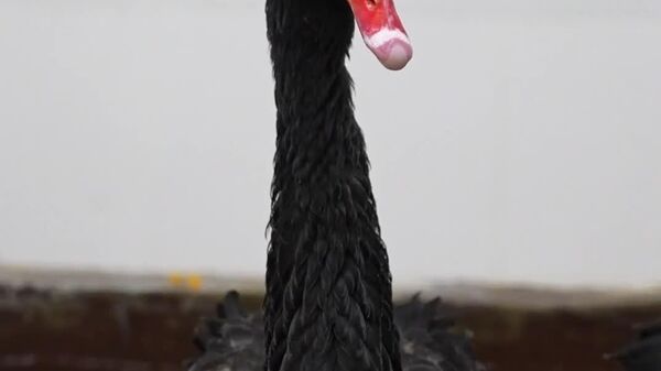 درود قوهای سیاه از پناهگاه گرمشان - اسپوتنیک افغانستان  