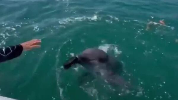 کمک دلفین‌ها برای جمع‌آوری زباله - اسپوتنیک افغانستان  