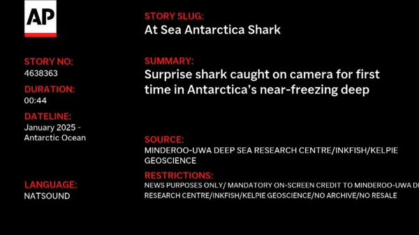 ثبت حضور یک کوسه در آب‌های قطب جنوب توسط دانشمندان - اسپوتنیک افغانستان  