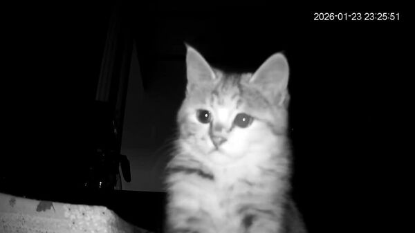 هومن کجایی؟ - اسپوتنیک افغانستان  