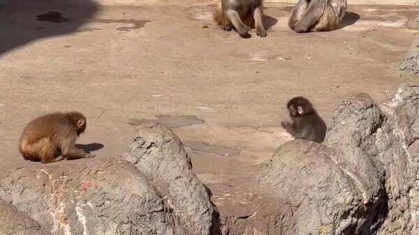 یک میمون یتیم به نام پنتی در باغ‌وحش جاپان مورد حمله میمون بالغ قرار گرفت - اسپوتنیک افغانستان  