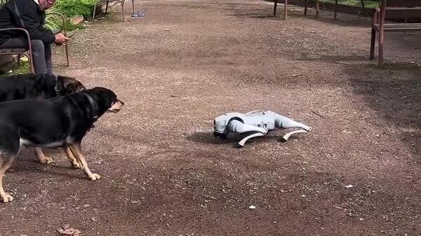 سگ رباتیک در جمع سگ‌های واقعی: وحشت در پیاده‌رو - اسپوتنیک افغانستان  