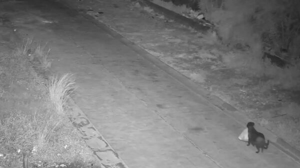 ابتکار یک صاحب سگ ایتالیایی برای گریز از جریمه: سگ زباله‌ها را دور می‌ریزد! - اسپوتنیک افغانستان  