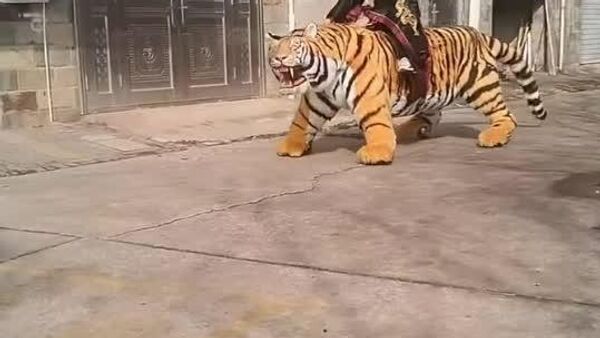 ترس سگ زرین‌موی بیچاره از ببر رباتیک چینی؛ جایی برای گریز نیست! - اسپوتنیک افغانستان  