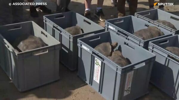 بازگشت لاک‌پشت‌های غول‌پیکر پس از 150 سال - اسپوتنیک افغانستان  