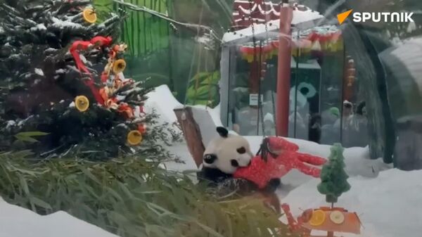 پیشکش های ویژه سال نوی چینی برای پانداهای باغ وحش مسکو - اسپوتنیک افغانستان  