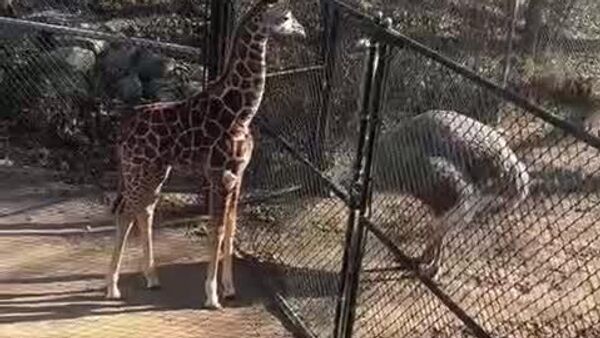 رو در رو شدن دو حیوان در باغ وحش آمریکا - اسپوتنیک افغانستان  