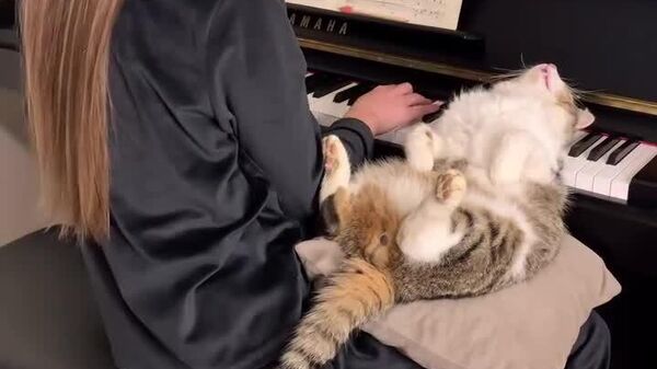 بهترین آرام‌بخش گربه پیدا شد - اسپوتنیک افغانستان  