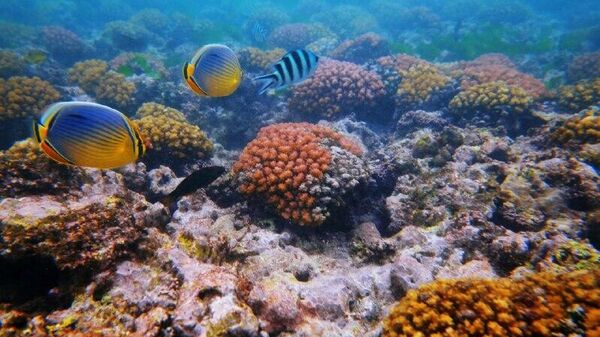 دانشمند روسیه: بشریت تنها 10 درصد از ساکنان اقیانوس را می‌شناسد - اسپوتنیک افغانستان  