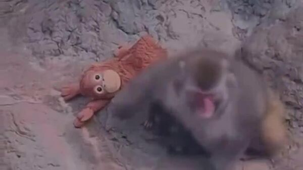 در آغوش‌گیری سرانجام؛ پایان غم‌های «پانتی» با مهربانی یک همنوع - اسپوتنیک افغانستان  