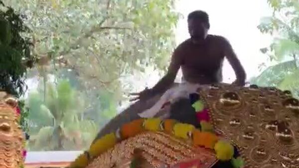 در جریان یک جشنواره معبد در هند یک فیل به یکی از شرکت‌کنندگان در مراسم حمله کرد - اسپوتنیک افغانستان  