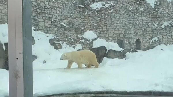 خو گرفتن خرس کهن سال قطبی با خانه تازه در مسکو - اسپوتنیک افغانستان  