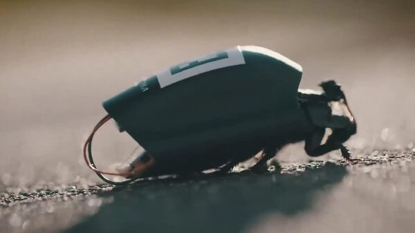 آلمان از نمونه های نخستین حشرات زیست‌الکترونیک برای اهداف نظامی رونمایی کرد - اسپوتنیک افغانستان  