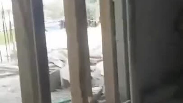 در خاورمیانه، حتی سگ‌ها هم معنی زنگ هشدار را می دانند - اسپوتنیک افغانستان  