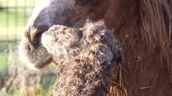به دنیا آمدن یک کره شتر در باغ وحش اشتوتگارت - اسپوتنیک افغانستان  