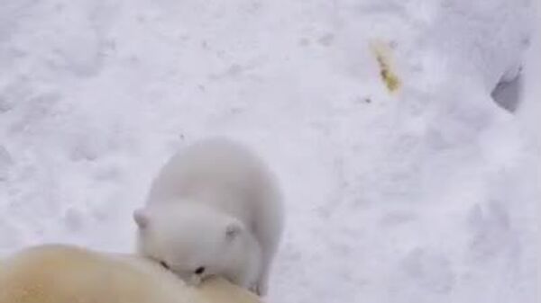 یک توله خرس قطبی در باغ وحش نووسیبیرسک متولد شد - اسپوتنیک افغانستان  