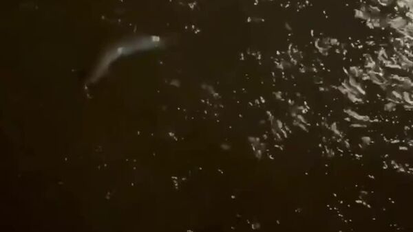 سیل بی پیشینه در هاوایی؛ زیان های بیش از یک میلیارد دالر به جا گذاشت - اسپوتنیک افغانستان  