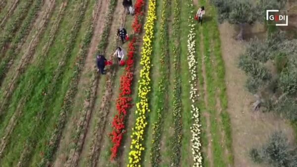 پارک گل‌های لاله؛ TuliPark در حومه باری ایتالیا بازگشایی شد - اسپوتنیک افغانستان  