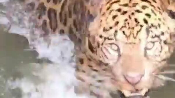 نجات یک جگوار بالغ در برازیل پس از افتادن در کانال یک نیروگاه برق آبی - اسپوتنیک افغانستان  
