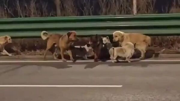 فرار شگفت‌انگیز 7 سگ و بازگشت به خانه - اسپوتنیک افغانستان  