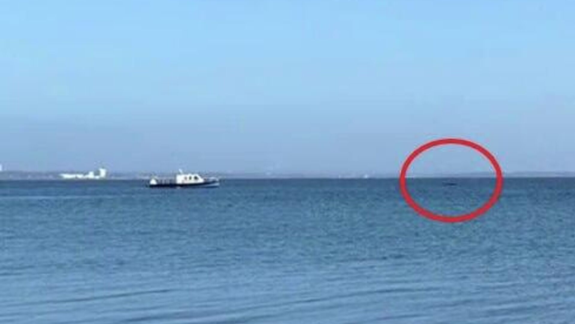 نهنگ گوژپشت گرفتار در دریای بالتیک آزاد شد نهنگ گوژپشت گرفتار در دریای بالتیک آزاد شد - اسپوتنیک افغانستان , 1920, 27.03.2026