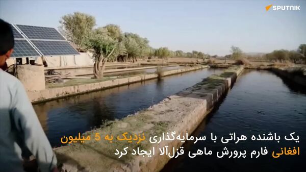 گزارش ویدیویی اسپوتنیک؛ ایجاد فارم پروش ماهی قزل آلا با سرمایه 5 ملیون افغانی توسط یک باشنده هرات - اسپوتنیک افغانستان  