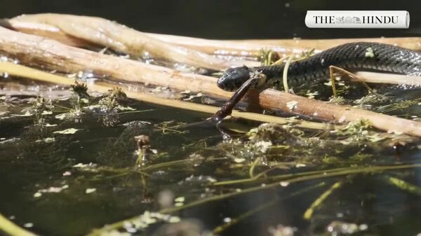 هند قصد دارد از مارها و تمساح‌ها برای محافظت از مرزهای خود استفاده کند - اسپوتنیک افغانستان  