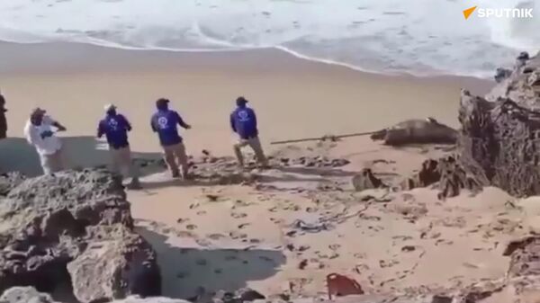 صید تمساح 3 متری در نزدیکی ساحل مکزیک برای نگهداری ایمنی مردم - اسپوتنیک افغانستان  