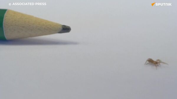 با عنکبوتی کوچکتر از نوک پنسل، مستقیماً از جنوب اسپانیا آشنا شوید - اسپوتنیک افغانستان  