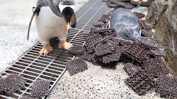 ساخت لانه از سوی پنگوئن های زیرجنوبگان در آکواریوم کایکیوکان - اسپوتنیک افغانستان  