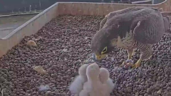 بحث‌هایی در مورد کاهش مقررات شکار چوچه‌هایی شاهین - اسپوتنیک افغانستان  