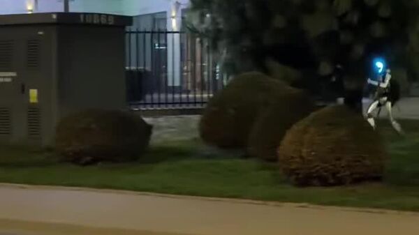 فقط در لهستان یک ربات می‌تواند گرازهای وحشی را در وسط شهر تعقیب ‌کند - اسپوتنیک افغانستان  