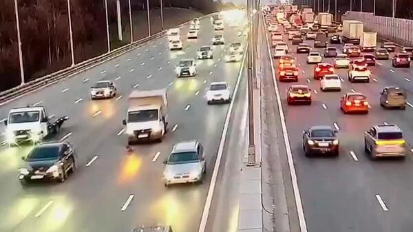 توله‌سگی که از بزرگراهی در مسکو جان سالم به در برد - اسپوتنیک افغانستان  