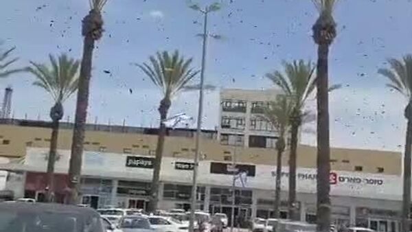 هجوم صدها زنبور در شهر نتیووت اسرائیل در نزدیکی نوار غزه - اسپوتنیک افغانستان  