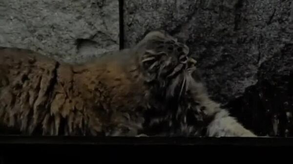 روز جهانی گربه پالاس؛ تیموفی از باغ وحش مسکو تعطیلات خود را جشن می‌گیرد - اسپوتنیک افغانستان  