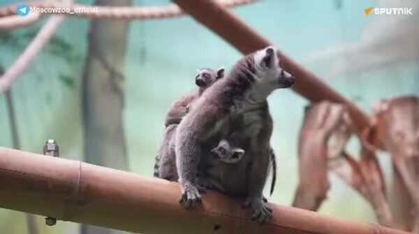 منظره‌ای نادر: دوقلوهای لمور در باغ‌وحش مسکو متولد شدند - اسپوتنیک افغانستان  