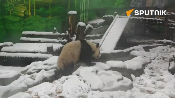 پاندا کاتیوشا از برف بهاری در باغ‌وحش مسکو لذت می‌برد - اسپوتنیک افغانستان  