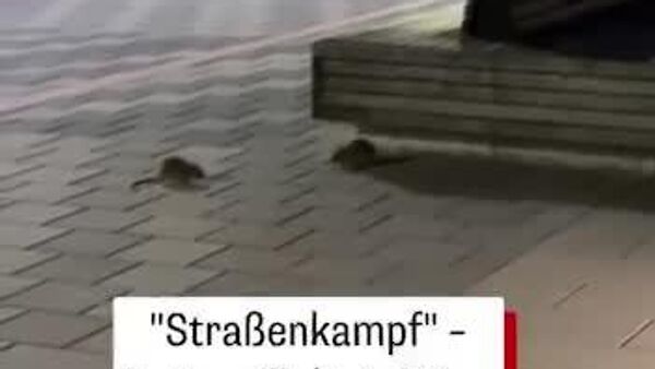 نبرد خیابانی دو موش در وین؛ ویدئویی که در شبکه‌های اجتماعی داغ شد - اسپوتنیک افغانستان  