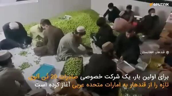 گزارش ویدیویی اسپوتنیک|نخستین محموله صادراتی آلوی قندهار به خارج از کشور - اسپوتنیک افغانستان  