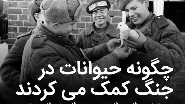 جانوران شوروی قهرمانان گمنام در جنگ جهانی دوم؛ از عملیات شناسایی با گوزن شمالی تا سگ های کماندو - اسپوتنیک افغانستان  