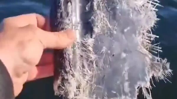 پهپاد ناشناس در دریاچه لتونیا فروافتاد و با برخورد به آب ترکید - اسپوتنیک افغانستان  