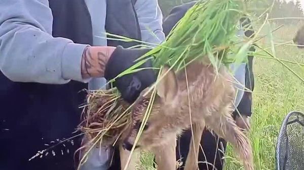 نجات بچهآهوها توسط زندانیان در جمهوری چک؛ همیاری برای فرار از تیغ تراکتورها - اسپوتنیک افغانستان  