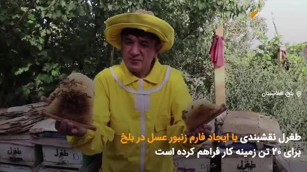 🟠 طغرل نقشبندی، باشنده ولایت بلخ با ایجاد فارم زنبور عسل در این ولایت برای ۲۰ تن به شمول زنان، زمینه کار و مصروفیت فراهم کرده است - اسپوتنیک افغانستان  