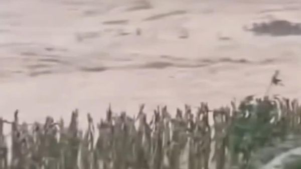 «شناگران هیولای دریاچه نس» در هژو چین؛ سیل، 900 مار زهری را از یک کشتزار آزاد کرد - اسپوتنیک افغانستان  