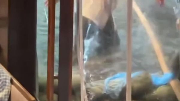 رعد و برق و باران شدید بخشهایی از چونگکینگ را درنوردید - اسپوتنیک افغانستان  